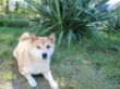 Shiba Inu 