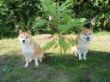 Shiba Inu 